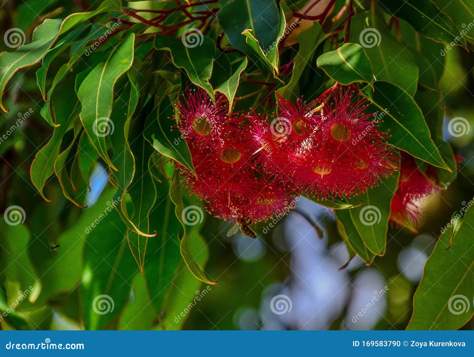 Blooming Eucalyptus Tree In Australia Stock Photography CartoonDealer
