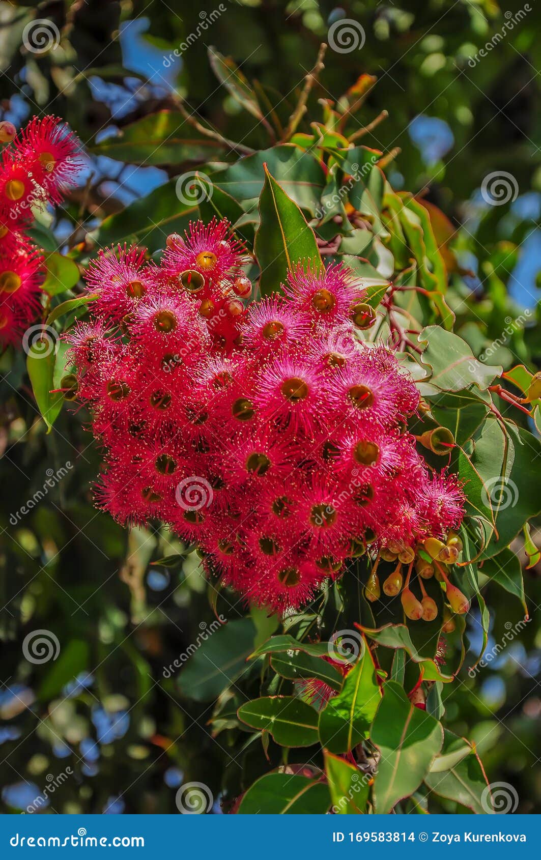 Blooming Eucalyptus Tree In Australia Stock Photography CartoonDealer