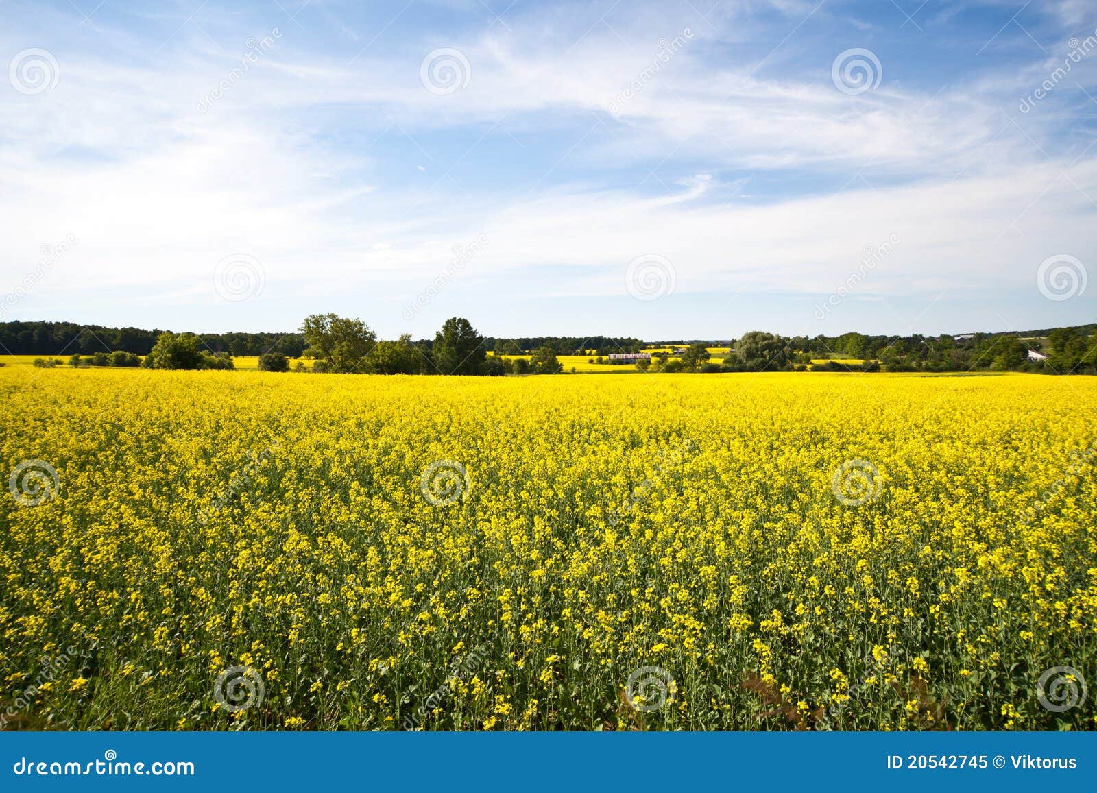 Blooming farmers crops stock image. Image of blue, park 20542745