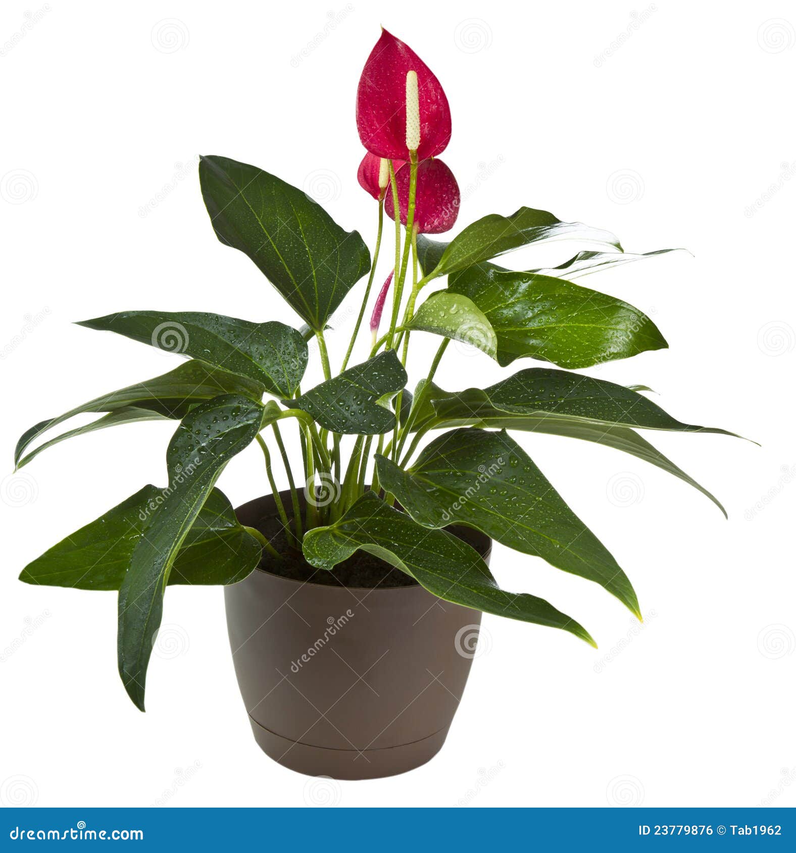 Blooming Flamingo Flower with Water Drops Stock Photo Image of