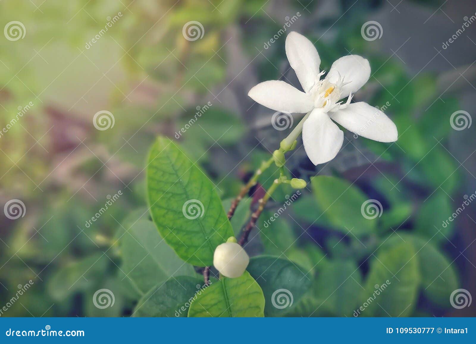 Beautiful White Flowers on Blurry Green Leaves Background. Stock Image ...