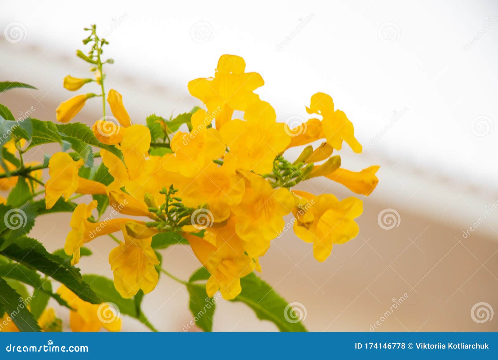 Blooming Flower in Egypt in the Sun Stock Photo Image of open, egypt