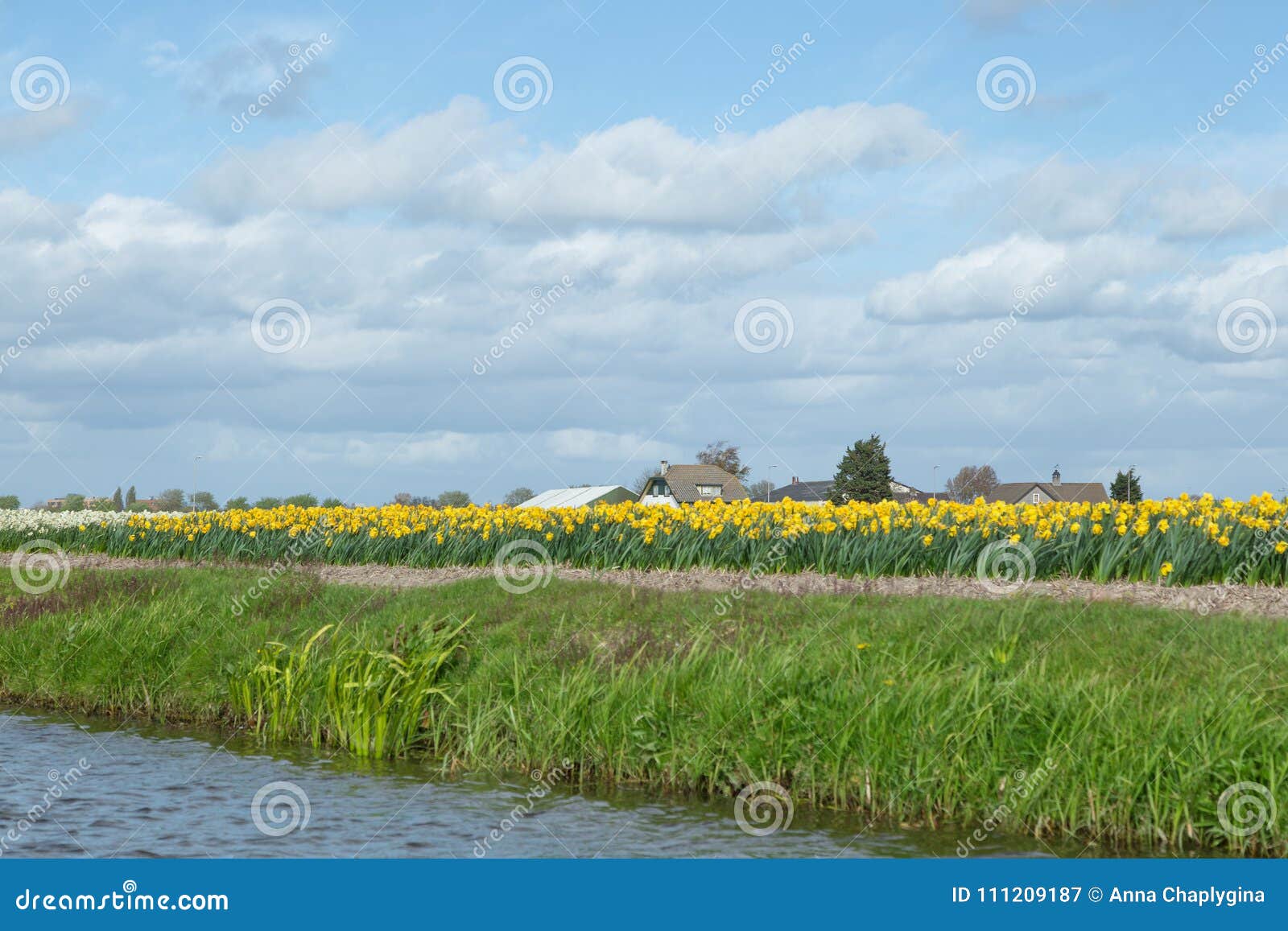 blooming flower fields of white and yellow daffodils also known