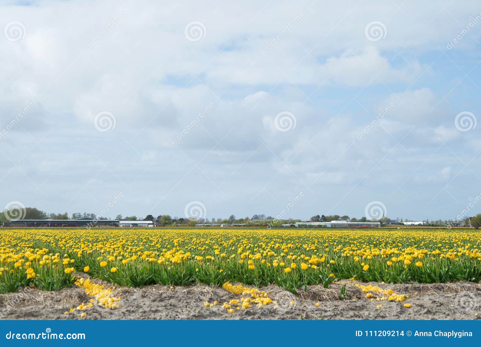 blooming flower fields of yellow tulips near the canal of dutch