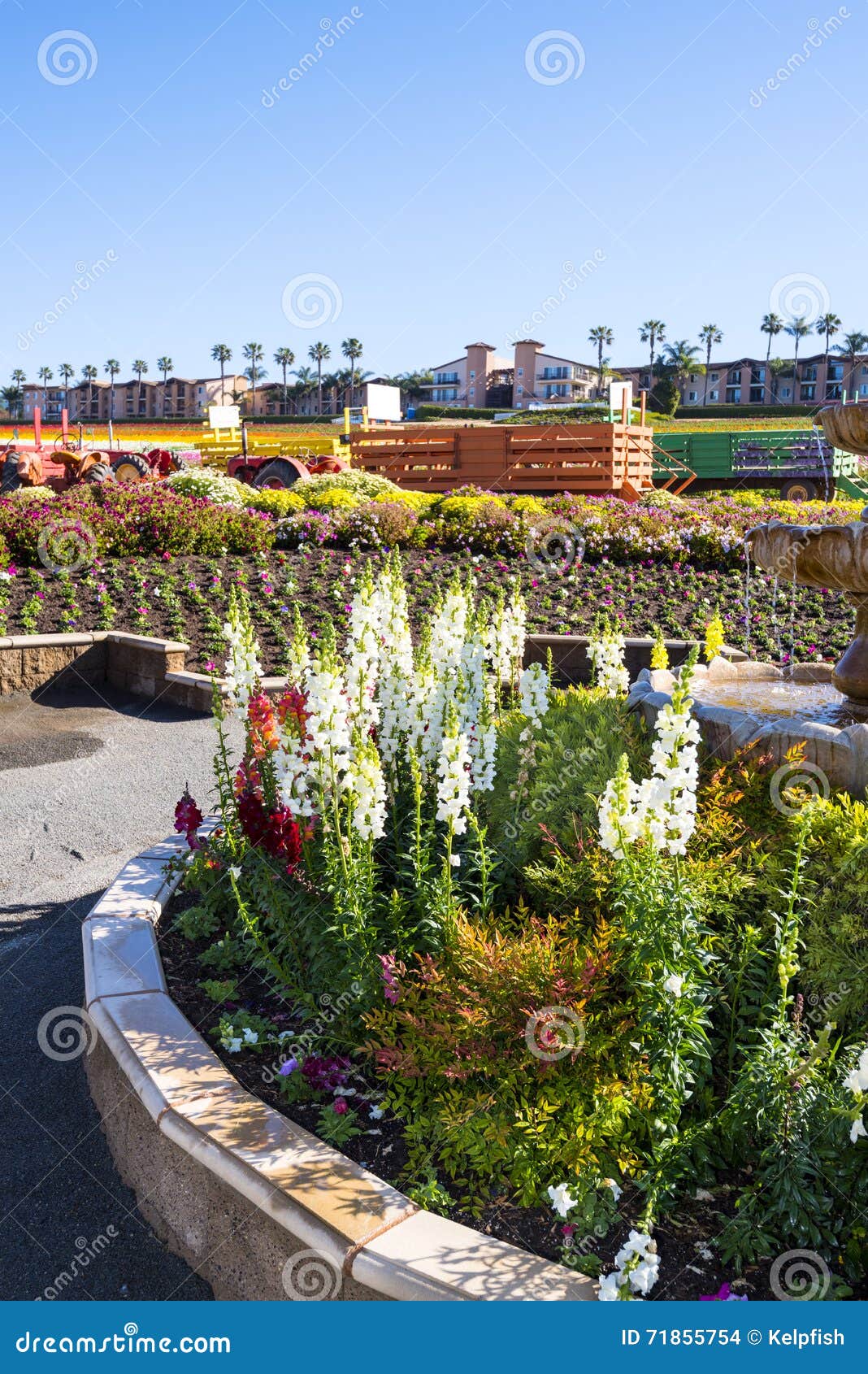 blooming flower garden at flower fields stock photo - image of diego