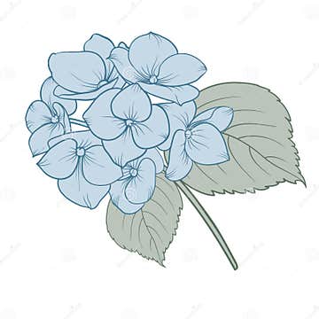 Blooming Flower Hydrangea on White Background. Blue Flowers Isolated on ...