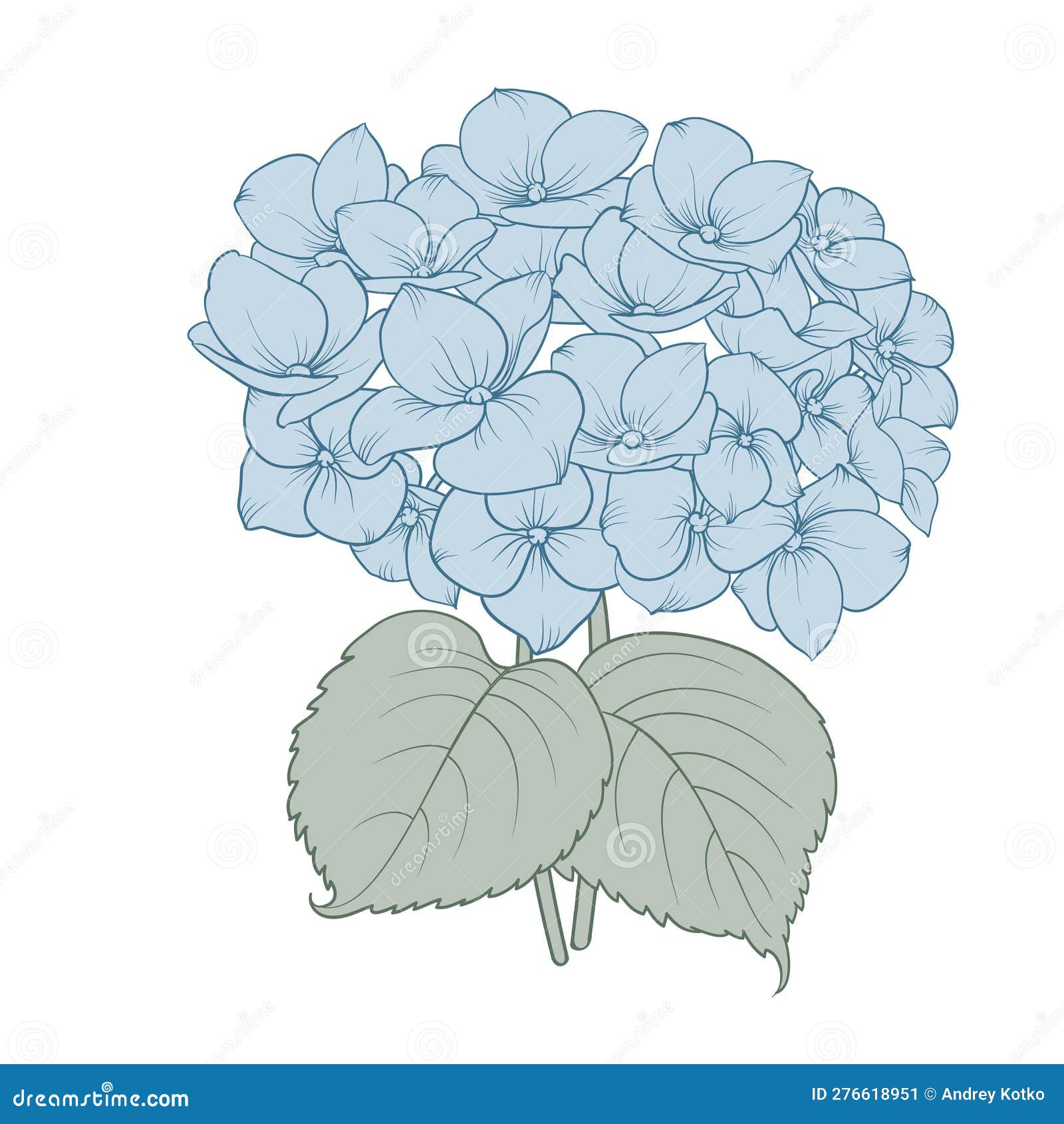 Blooming Flower Hydrangea on White Background. Blue Flowers Isolated on ...