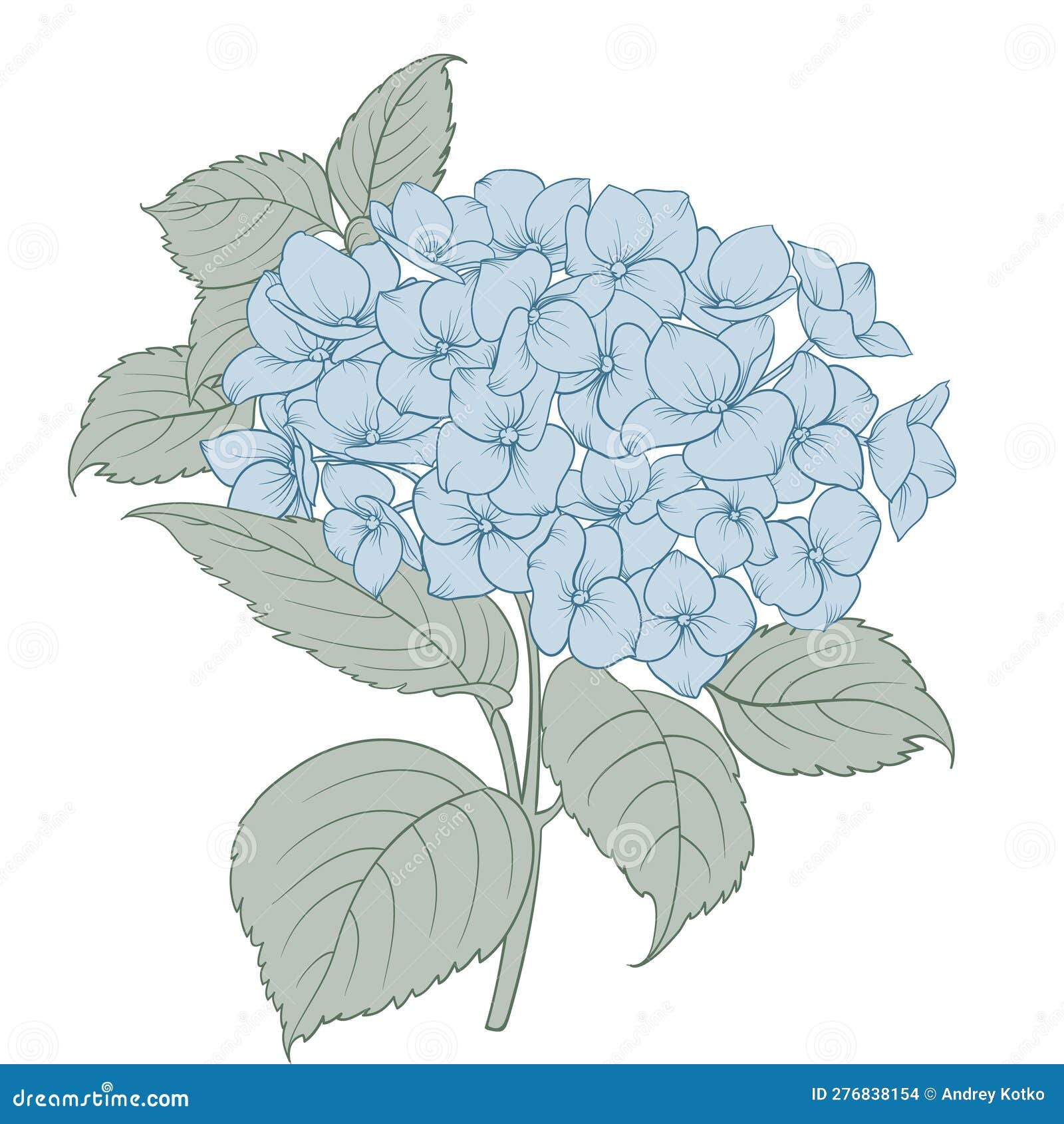 Blooming Flower Hydrangea on White Background. Blue Flowers Isolated on ...