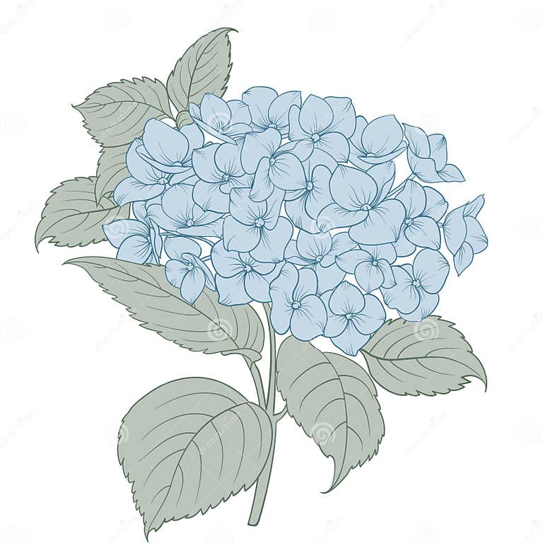 Blooming Flower Hydrangea on White Background. Blue Flowers Isolated on ...