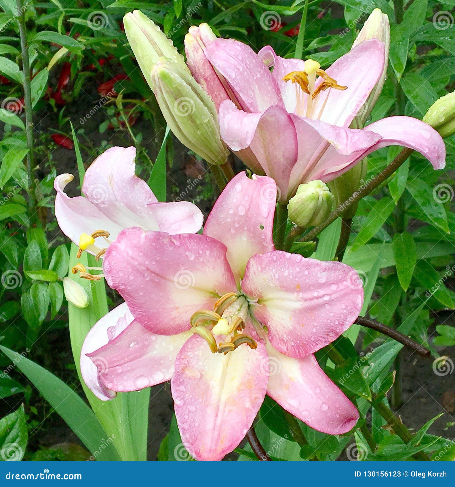 Blooming Flower Lily with Green Leaves, Living Natural Nature Stock ...