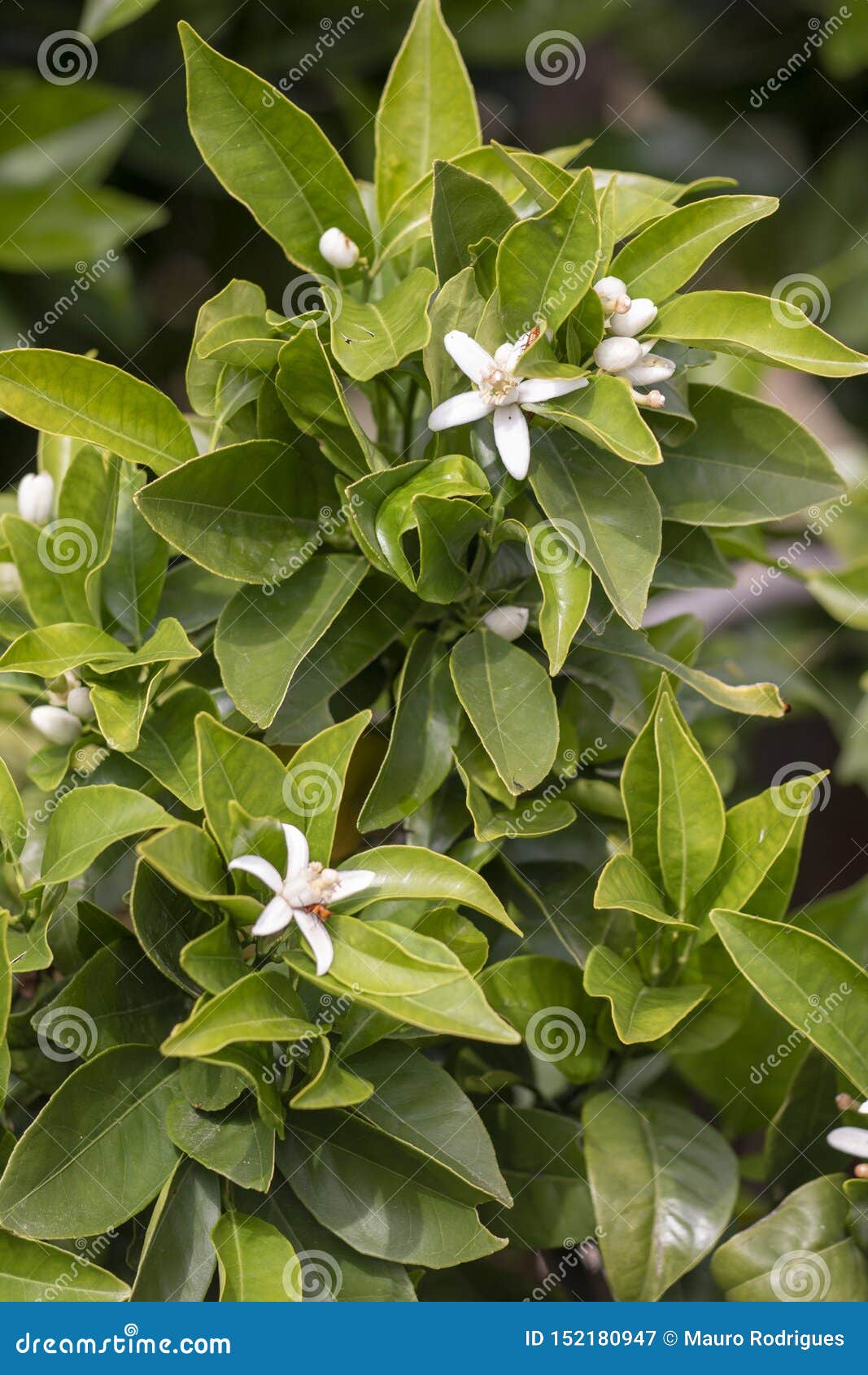 Blooming Flower  From Orange  Tree  Stock Image Image of 