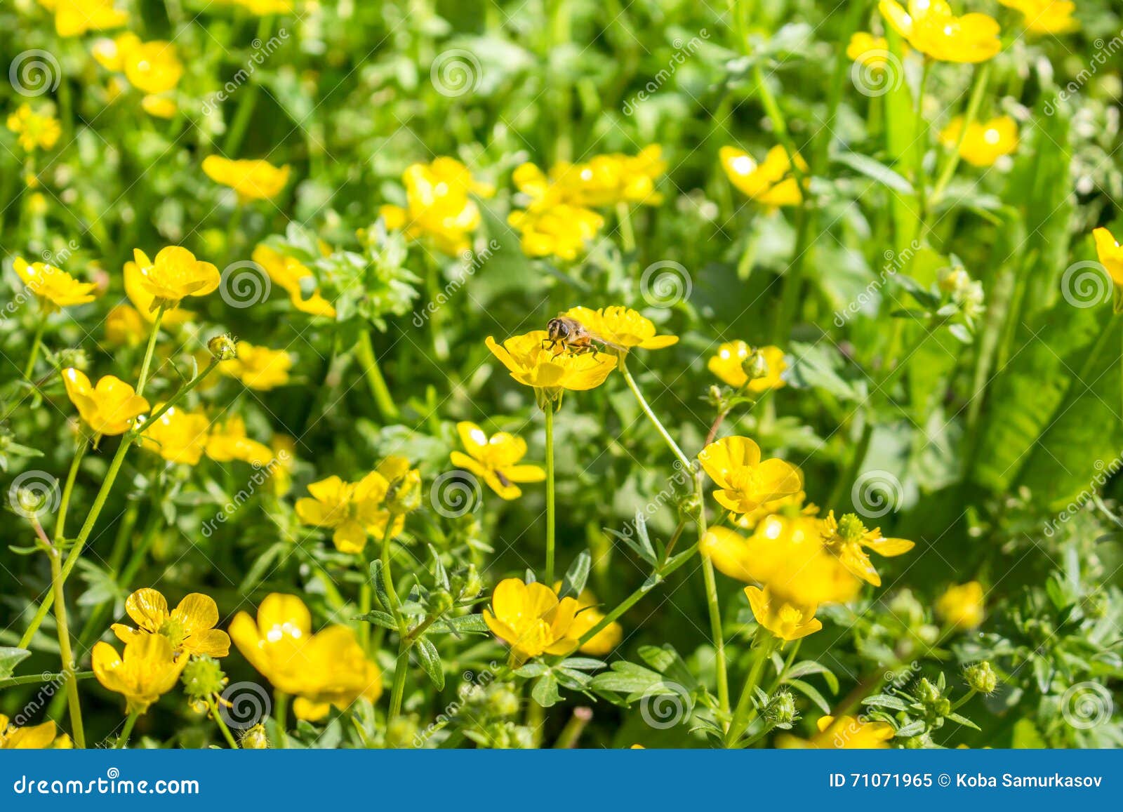 Blooming flower in spring, bee, buttercup, crowfoot,. Blooming flower in spring, buttercup, crowfoot, ranunculus