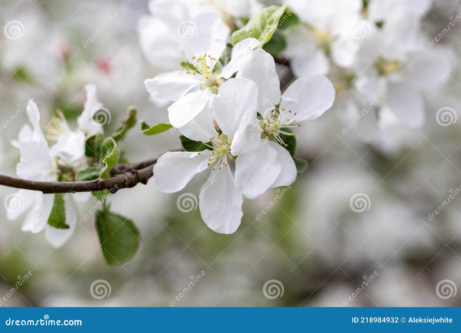 Blooming Flowers on Apple Tree on a Sunny Spring Day Stock Photo