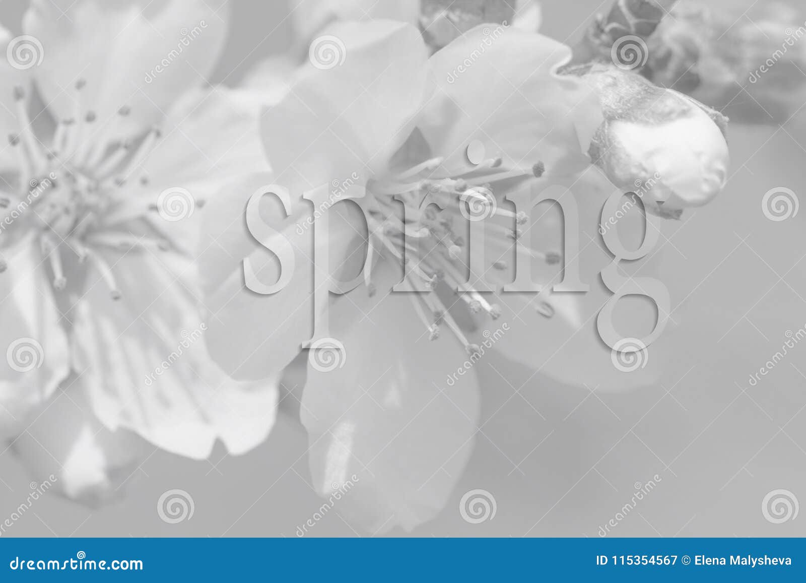 Blooming Flowers on the Branches of Fruit Trees. Letters on Black and