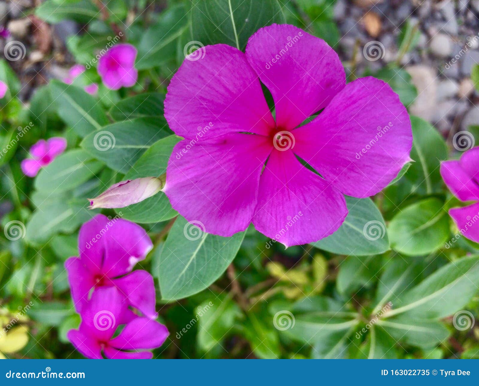 Blooming Flowers stock image. Image of davao, flowers 163022735