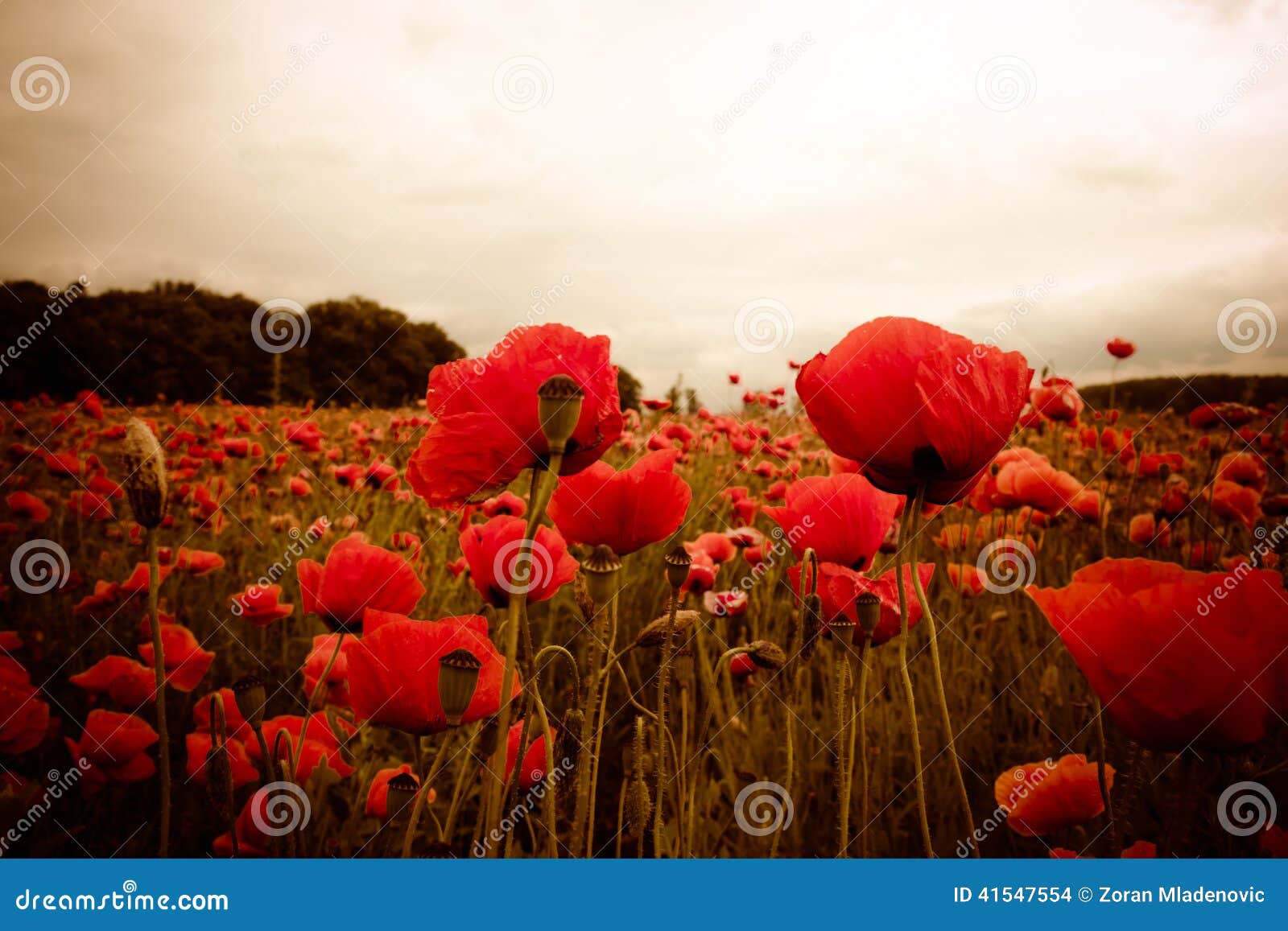 Blooming Flowers in the Field at Dusk Stock Photo Image of beauty, environment 41547554