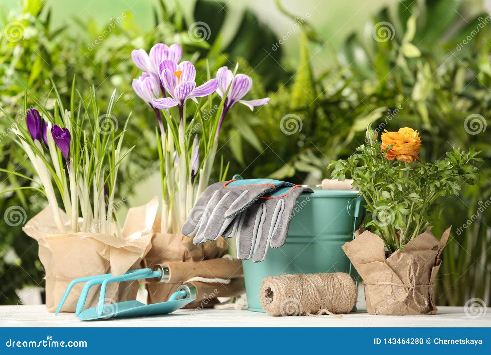 Blooming Flowers and Gardening Equipment on Table Stock Photo Image