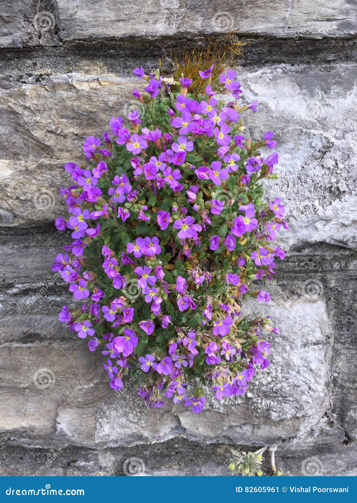 Blooming flowers stock image. Image of botany, blooming 82605961