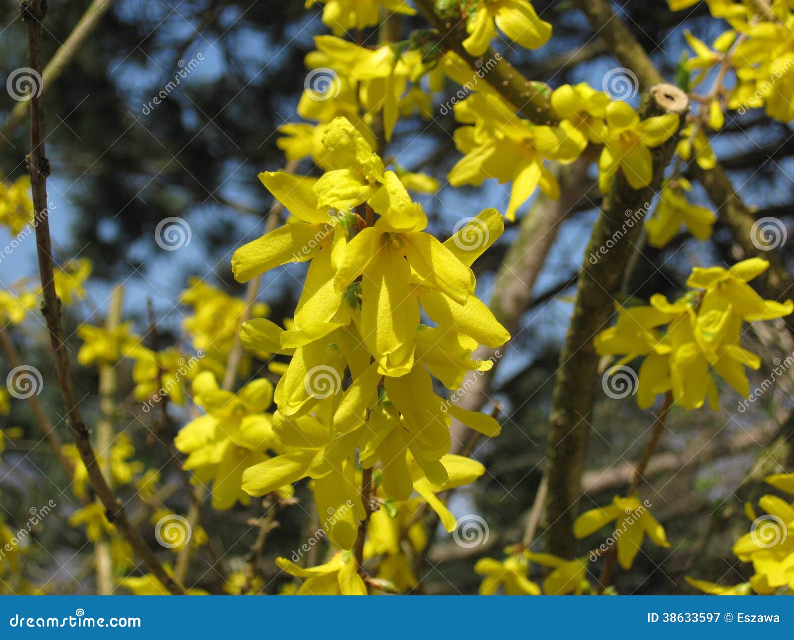 The Blooming Flowers in Spring Time Stock Image Image of blossom