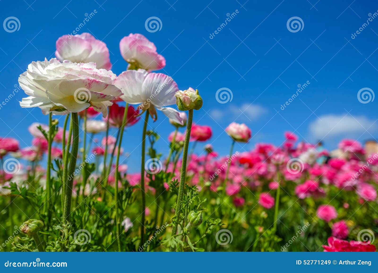 blooming flowers in spring