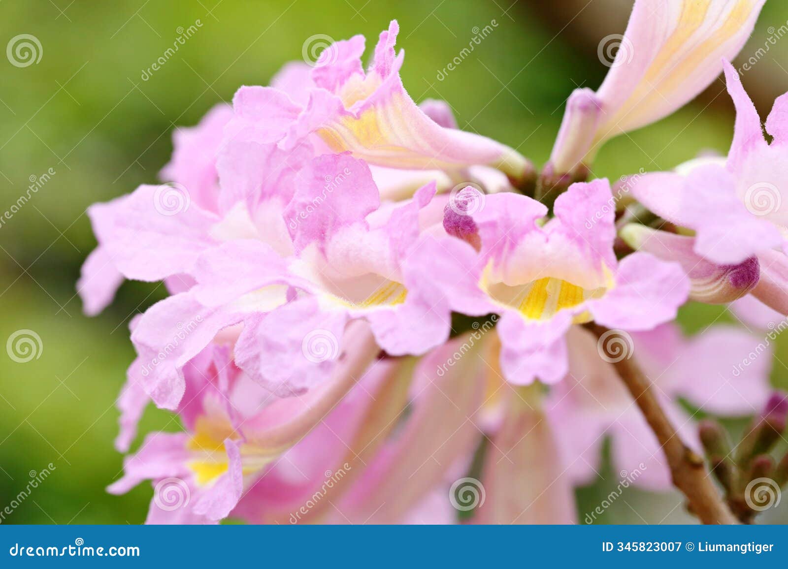 the blooming flowers of tabebuia rosea