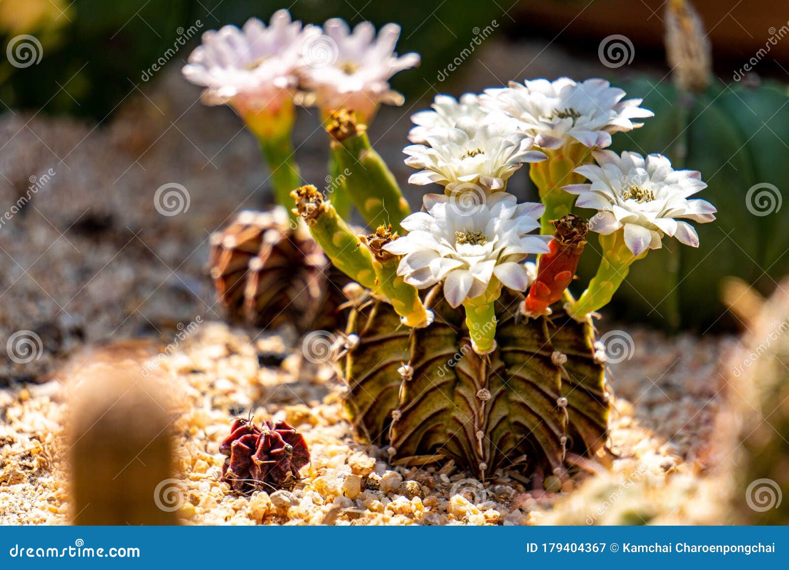 blooming flowers and unripe seed pods of gymnocalycium mihanovichii lb2178 agua dulce hybrid  cactus