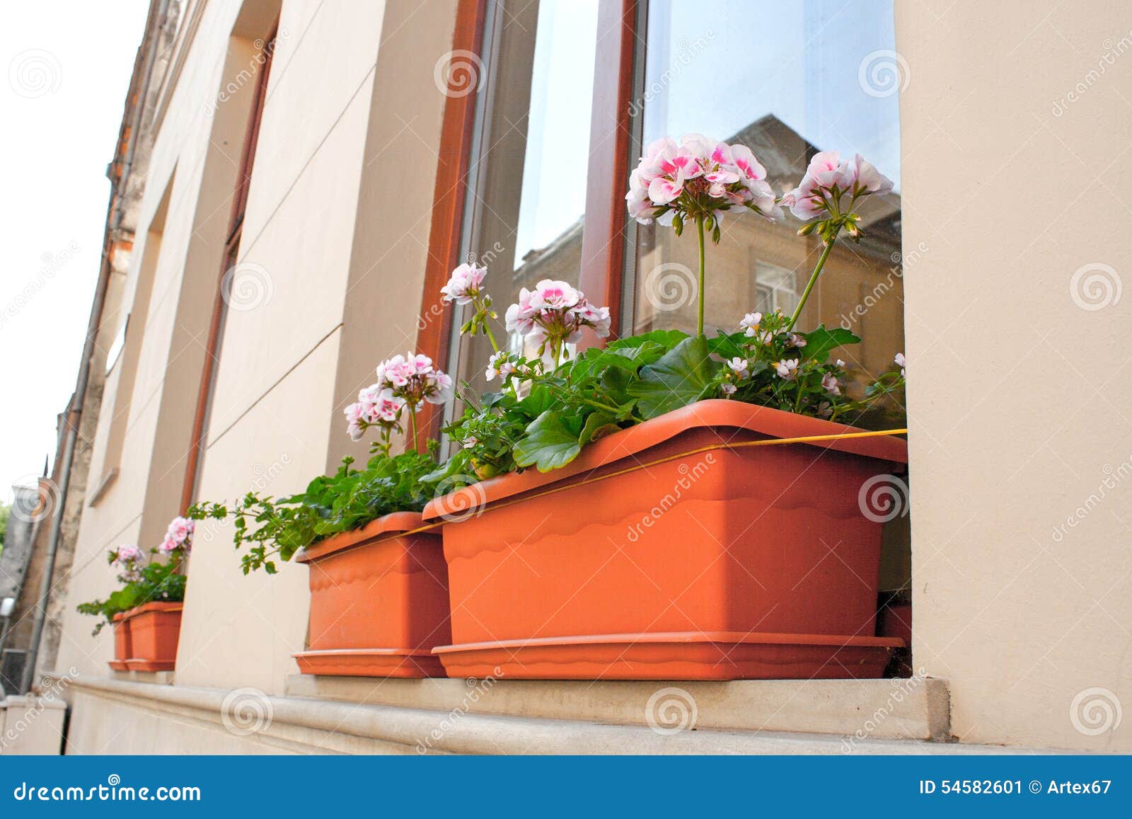 Blooming Flowers on the Windowsill at Home Stock Image Image of
