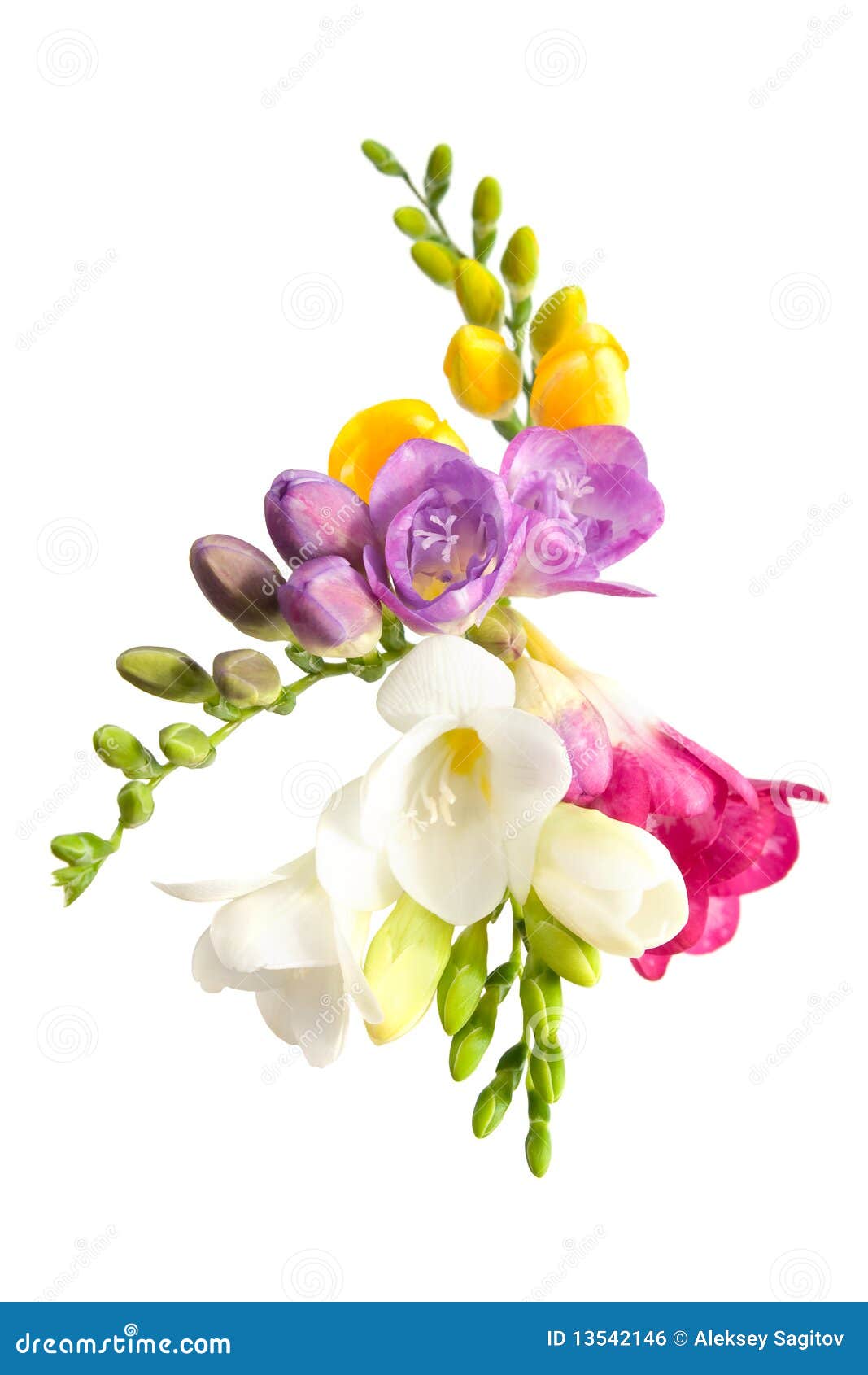 1,019 Purple Freesia Flower Isolated White Stock Photos - Free & Royalty-Free  Stock Photos from Dreamstime