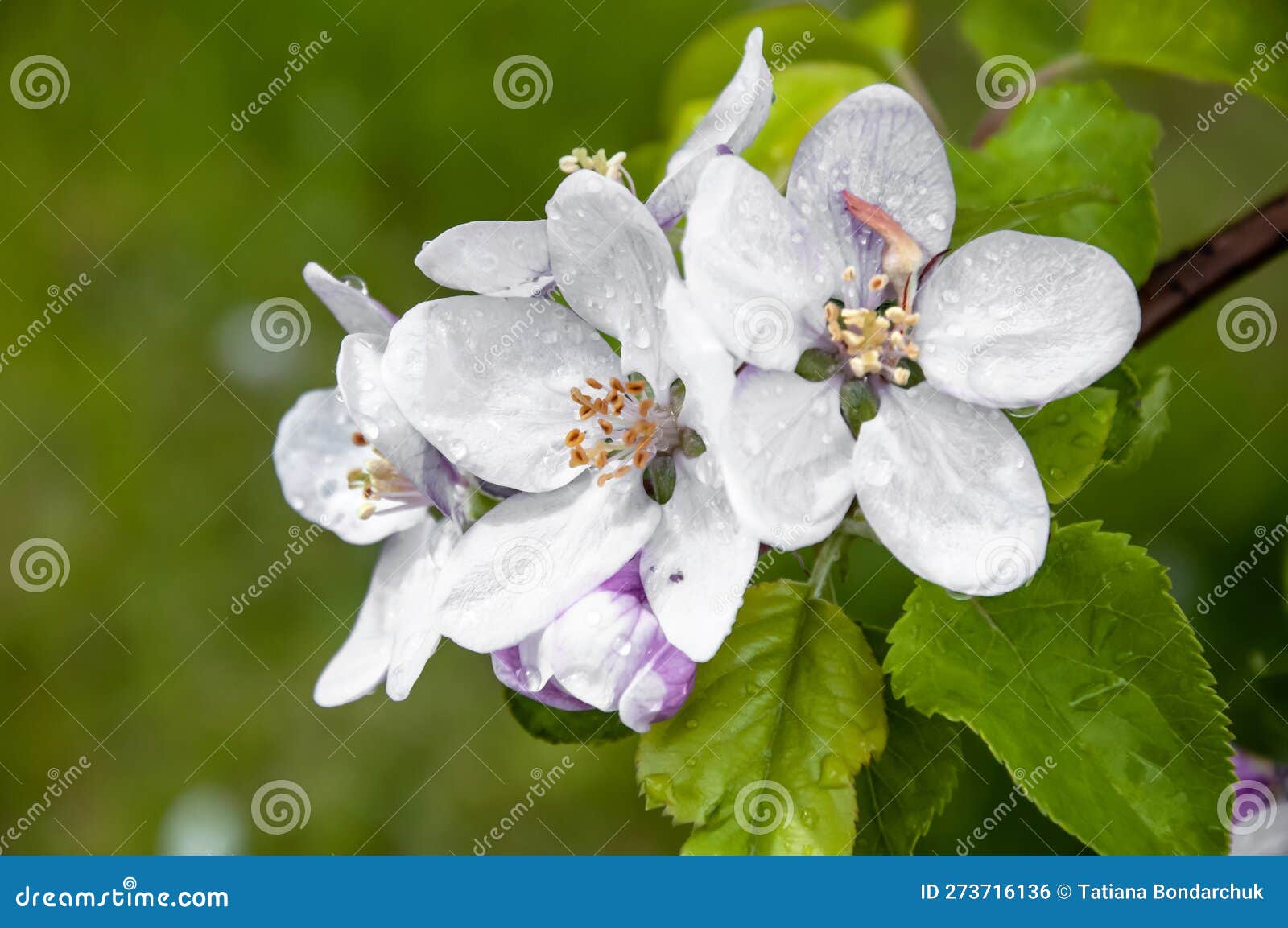 Blooming Fruit Tree. Pink Cherry Blossom Flower on a Warm Spring Day