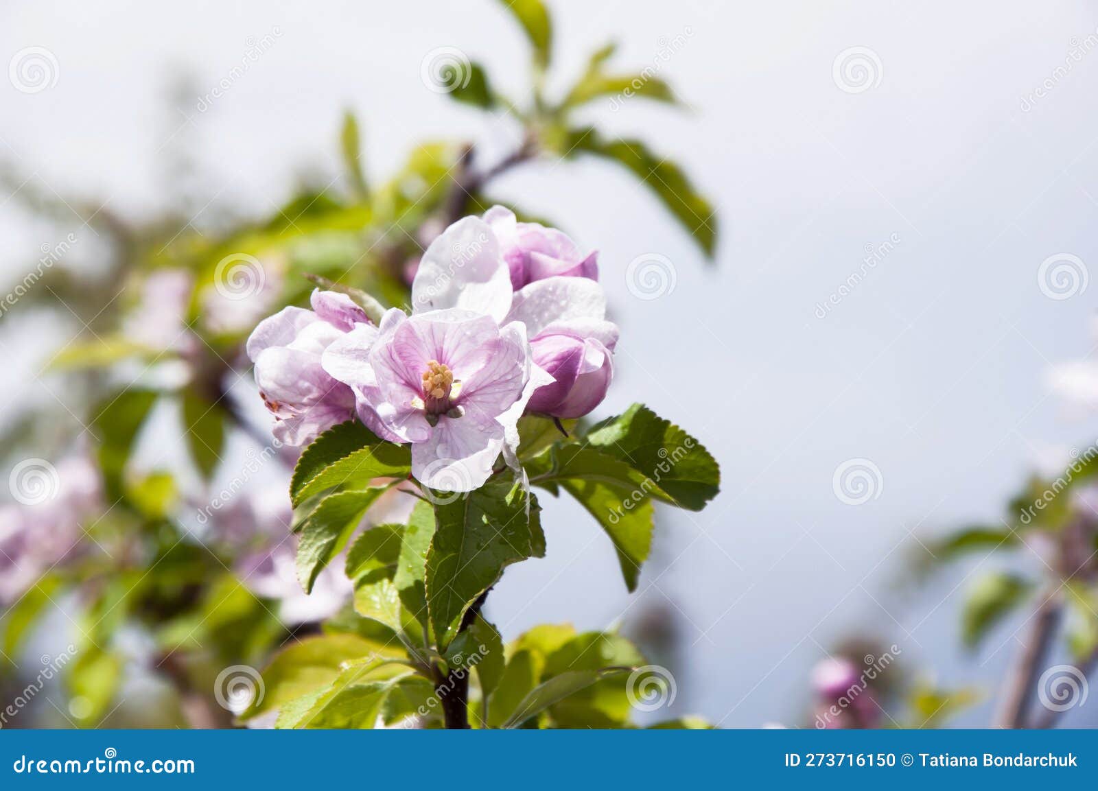 Blooming Fruit Tree. Pink Cherry Blossom Flower on a Warm Spring Day
