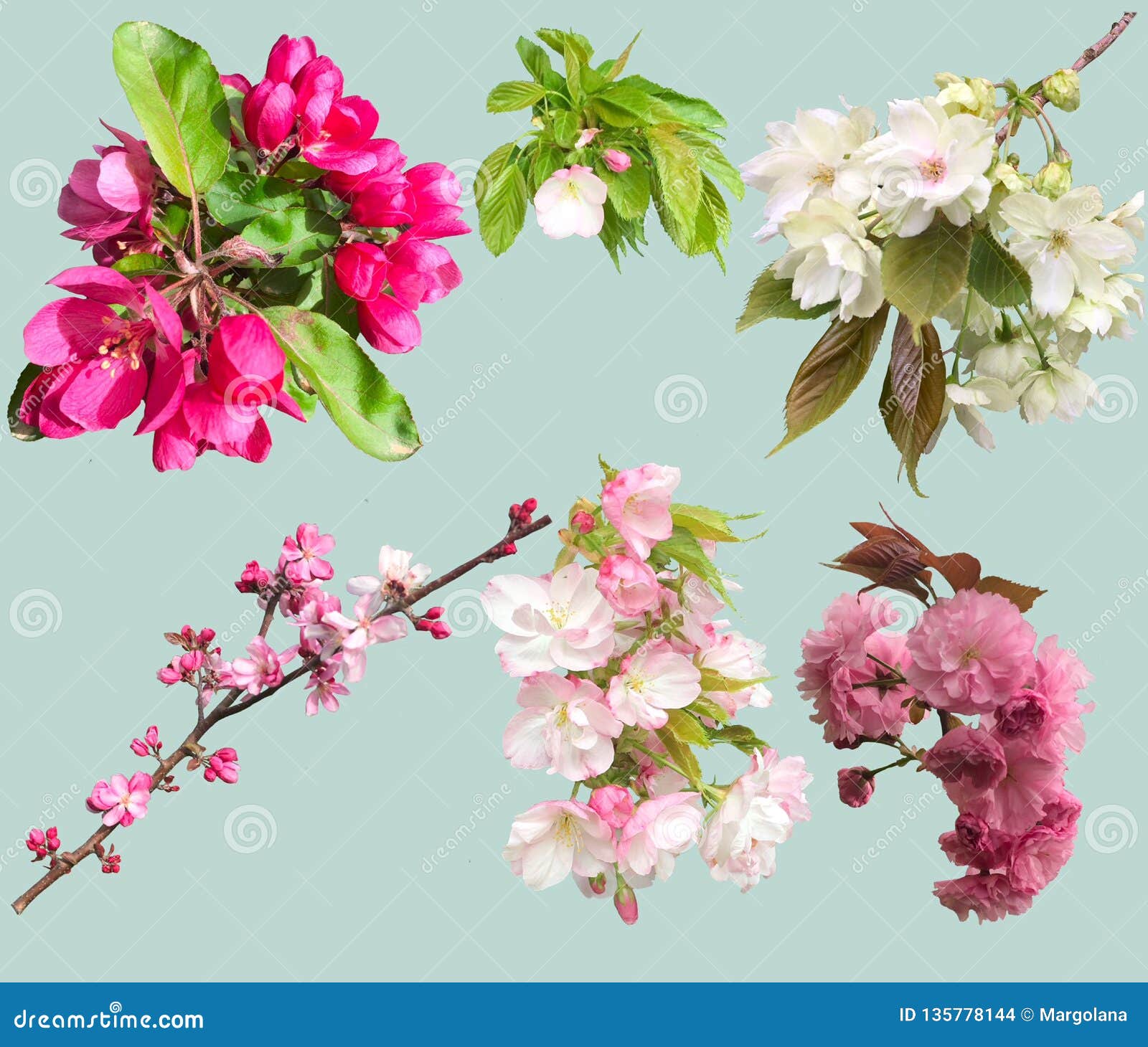 Blooming Garden Blossoms Of Collection Cherry And Apple Tree Stock Apple Blossom Flower Vs Cherry Blossom