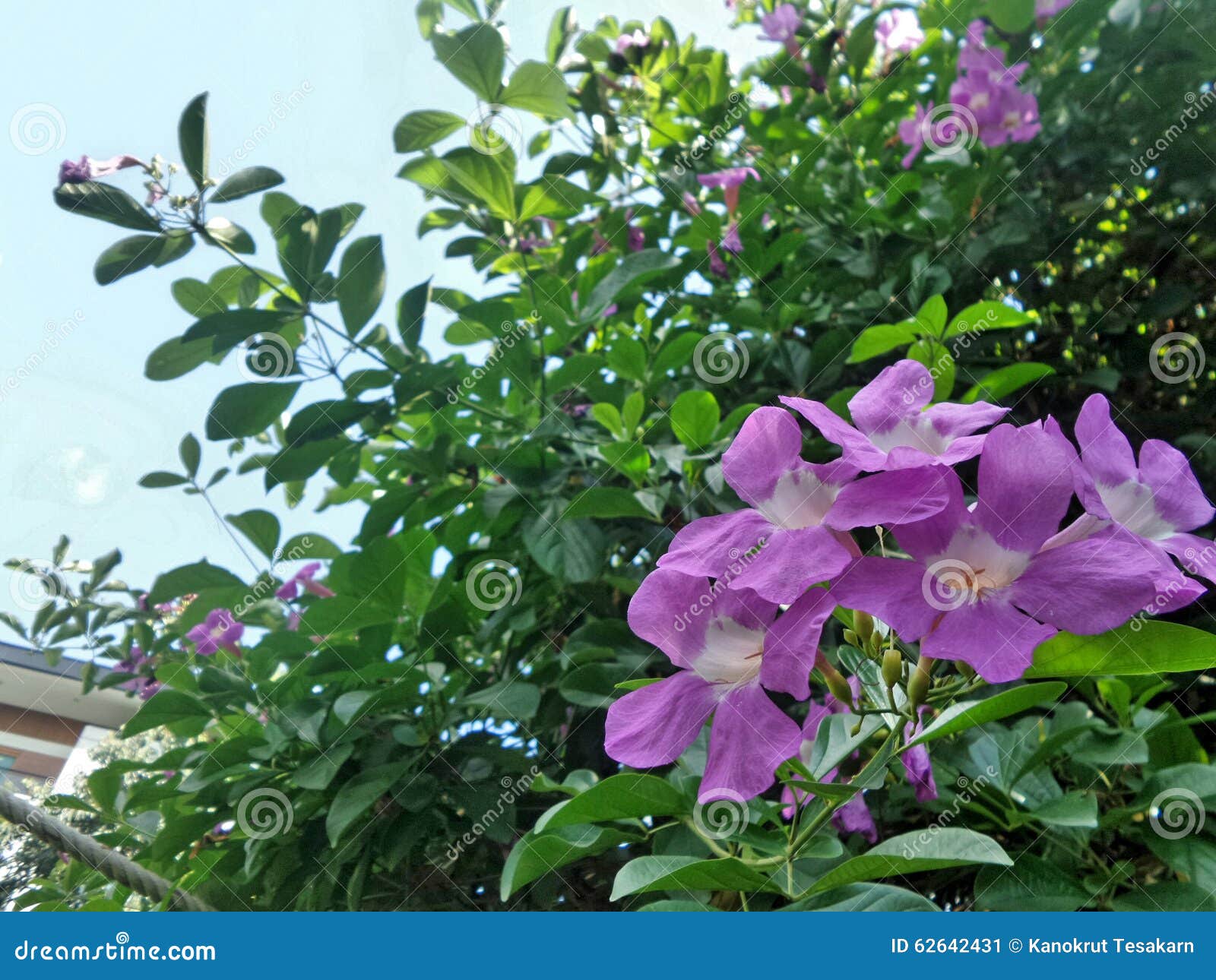 Blooming Garlic Vine Flower Stock Image Image of garden, vine 62642431