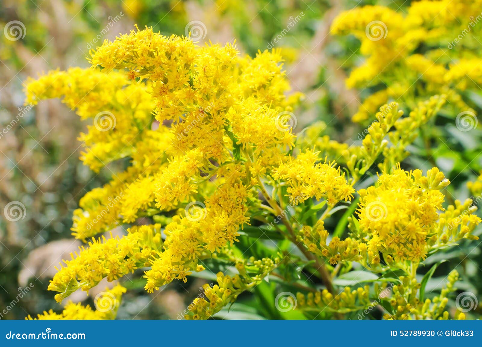 blooming goldenrod, solidago flower