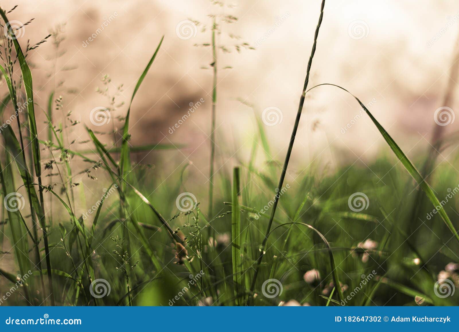 Blooming Grass in Early Spring. Stock Photo Image of world, spring