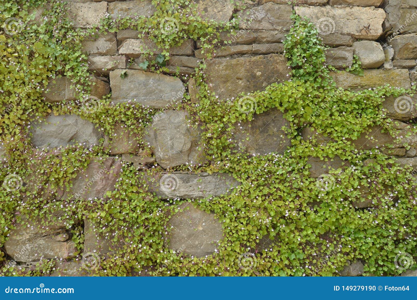 Blooming Green Ivy Climbing on Aged Grit Stone Wall. Vegetation ...