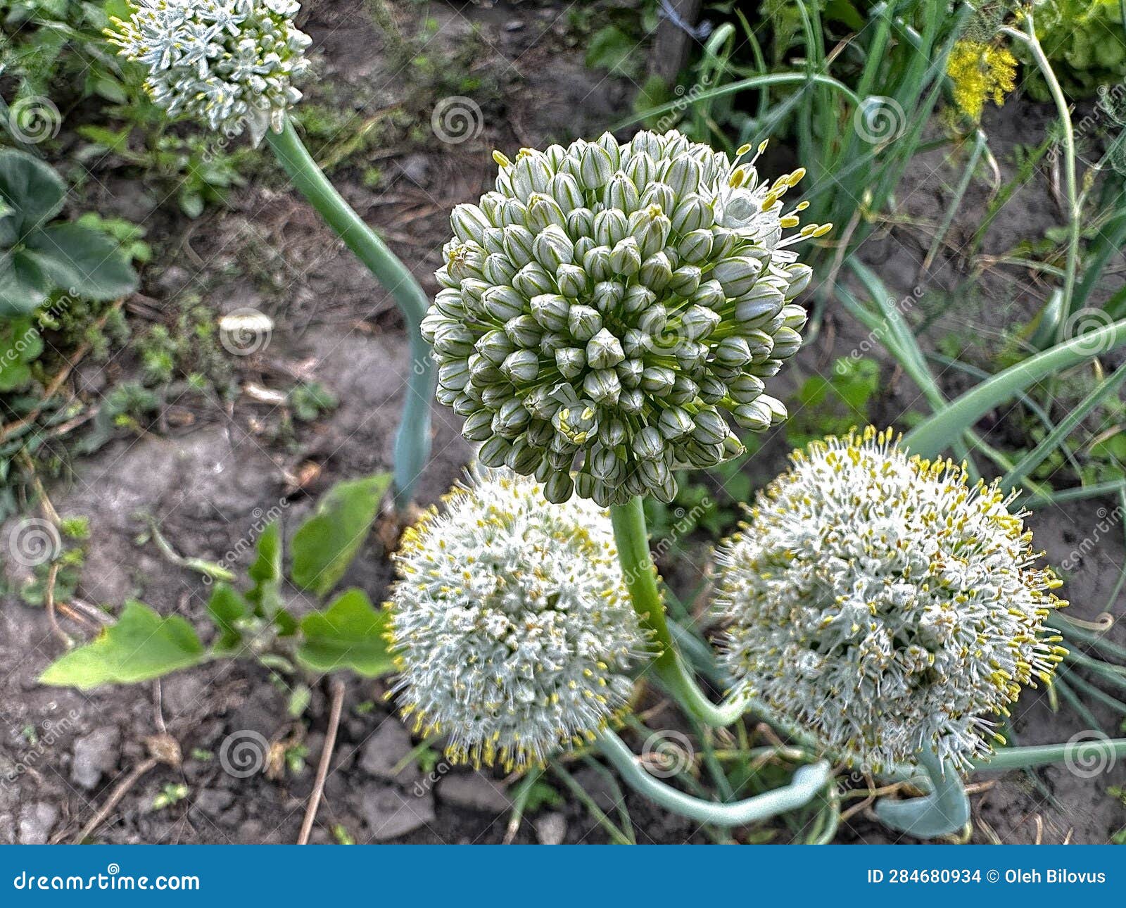 Blooming Green Onions in the Garden Stock Photo Image of herb, shrub