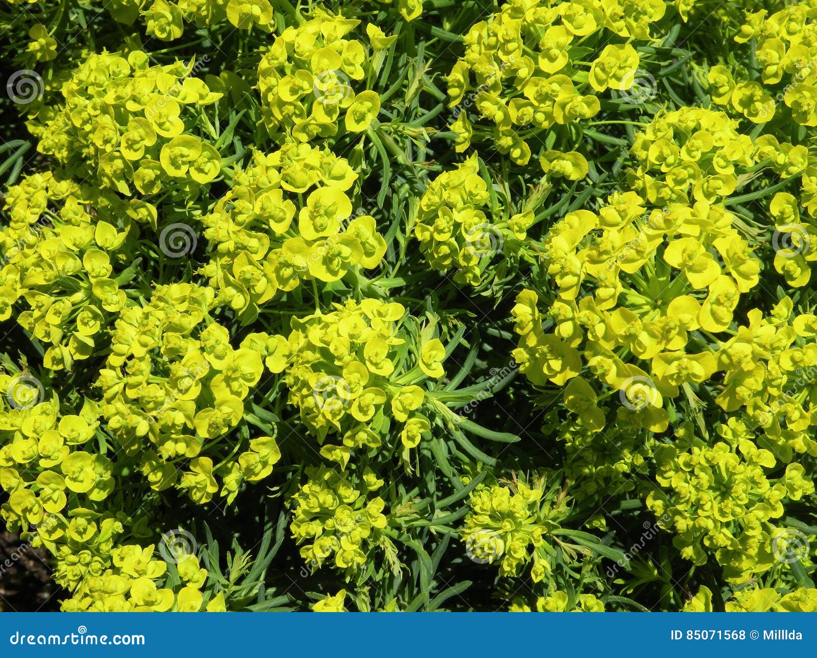 Blooming green plant stock photo. Image of background 85071568