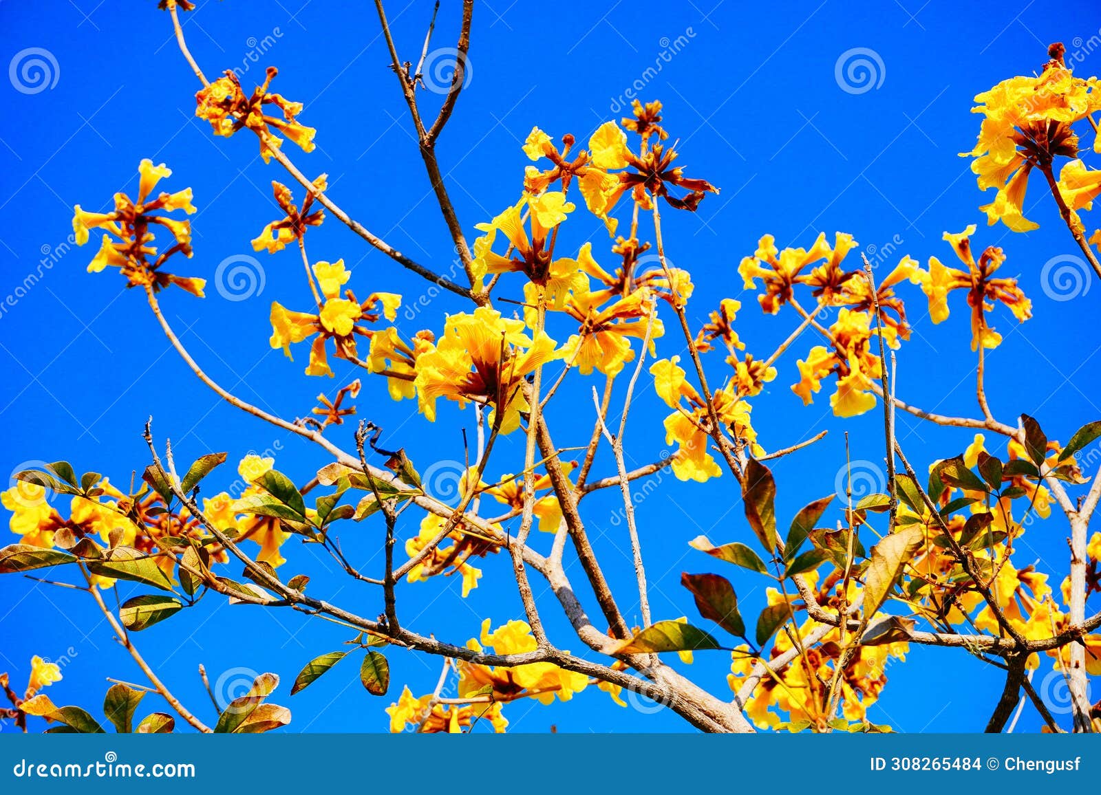 blooming guayacan or handroanthus chrysanthus or golden bell tree