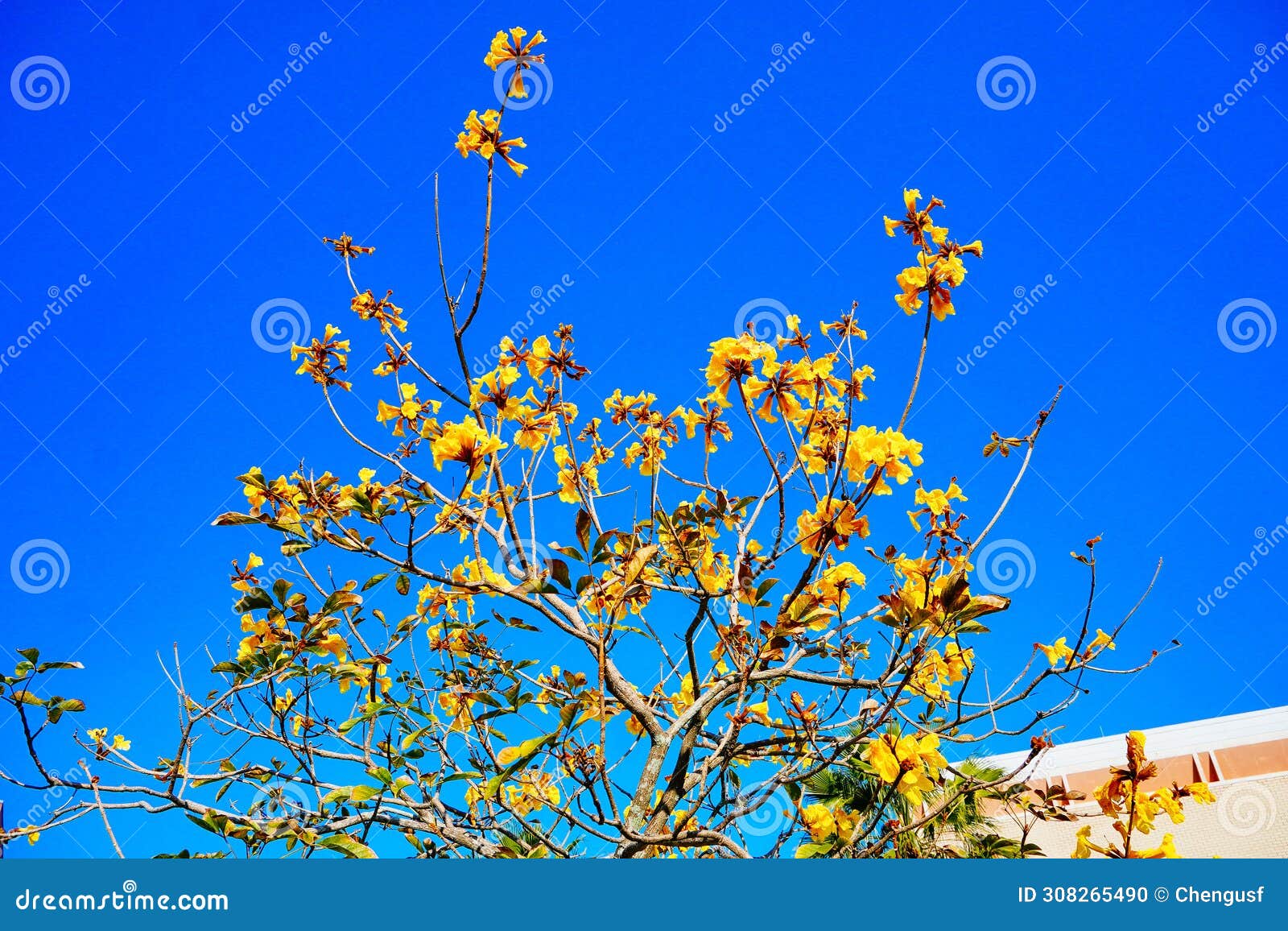 blooming guayacan or handroanthus chrysanthus or golden bell tree