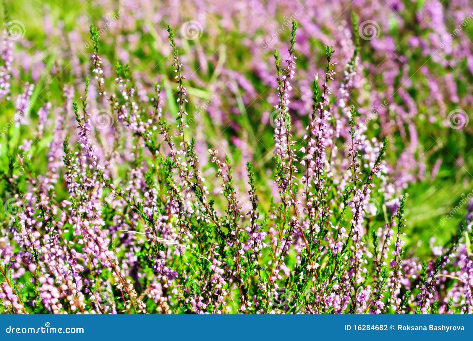 Blooming heather stock photo. Image of calluna, field 16284682