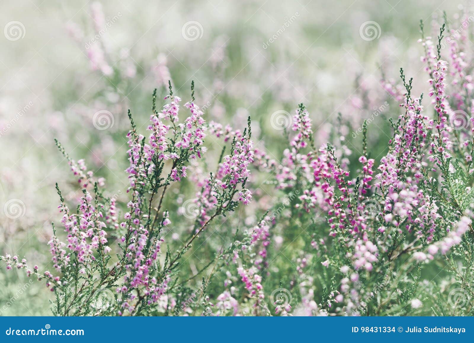 Pink Heather Flower Border (calluna Vulgaris, Erica, Ling) On