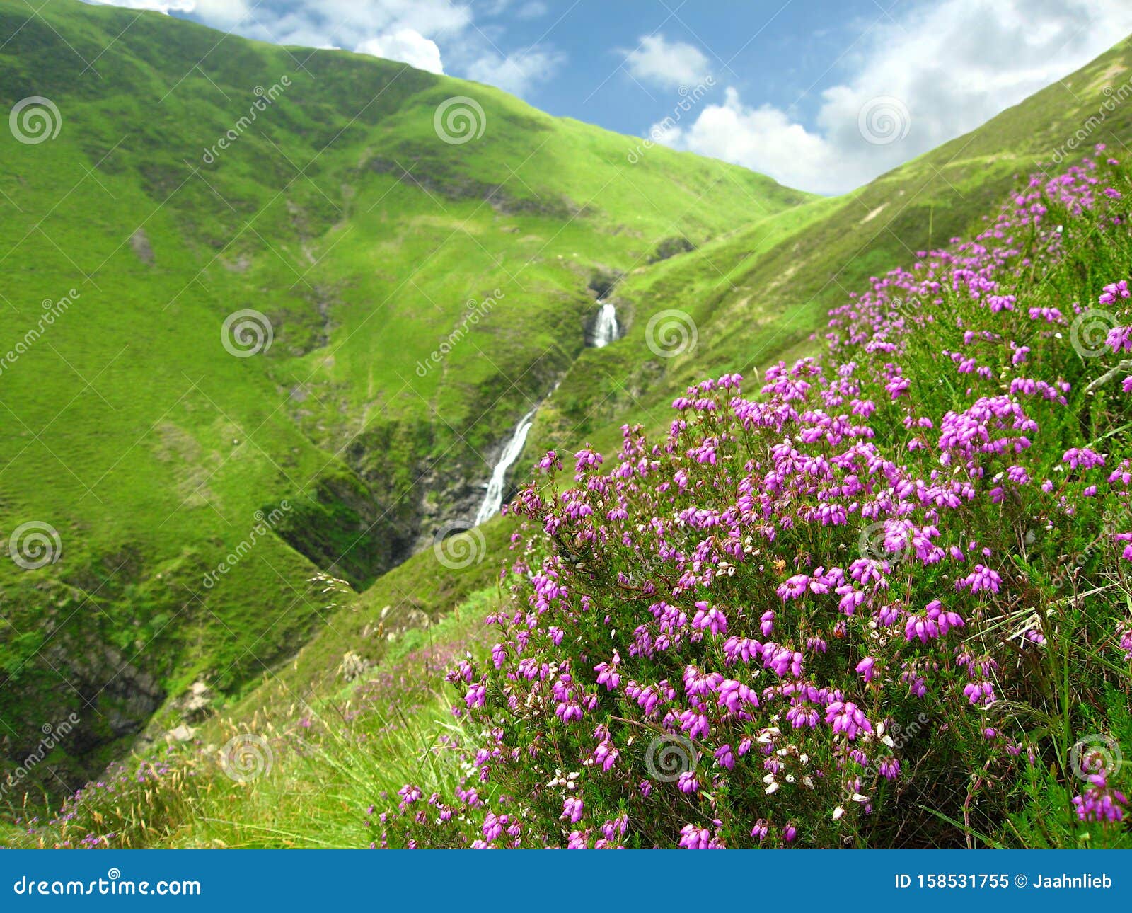 blooming heather, calluna vulgaris, at grey mare`s tail near moffat, dumfries and galloway, scotland, great britain