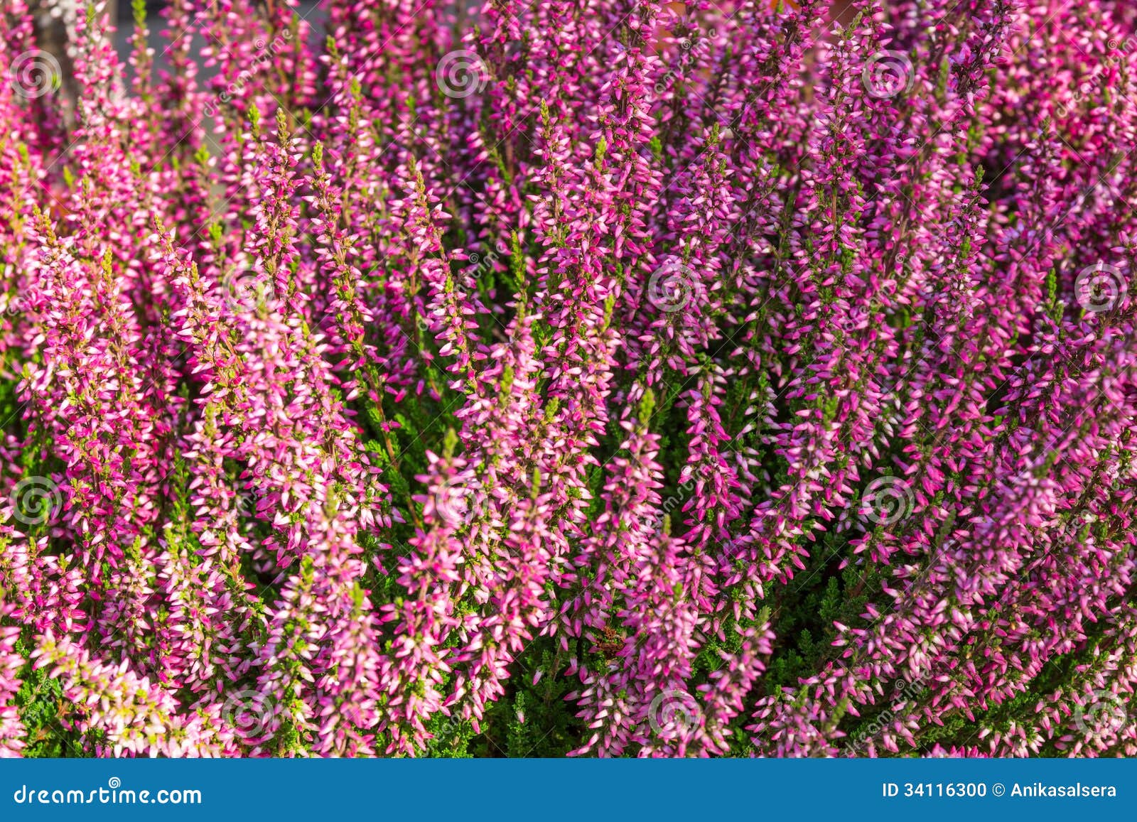Blooming heather stock photo. Image of blossoming, beauty 34116300