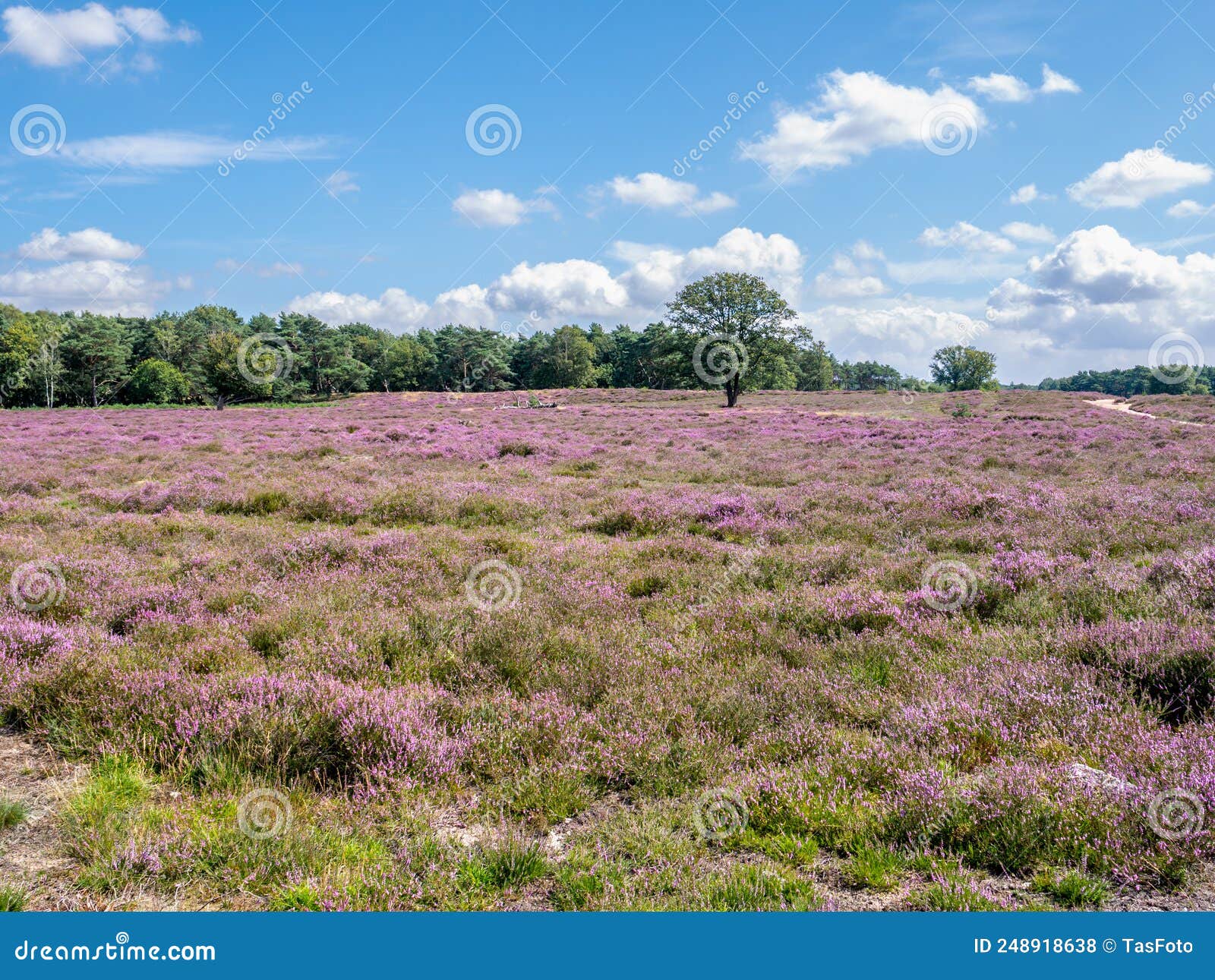 blooming heather field of heathland westerheide in gooi, netherlands