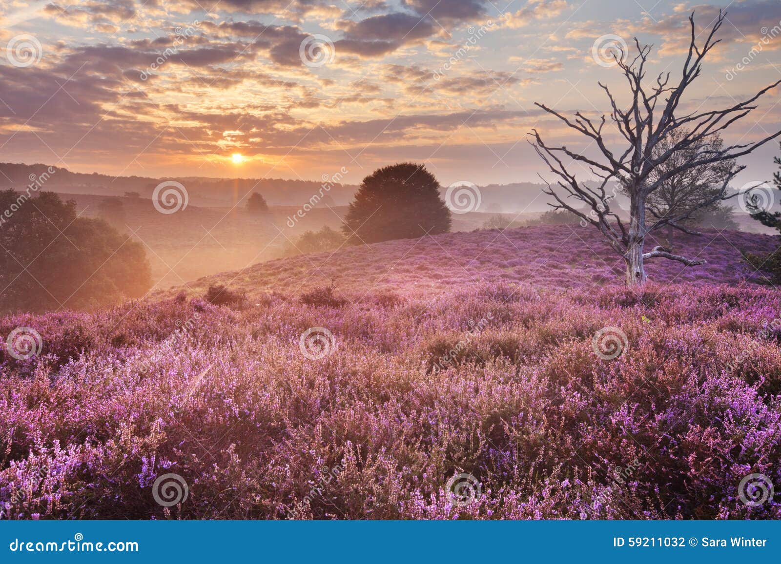 blooming heather at sunrise, posbank, the netherlands