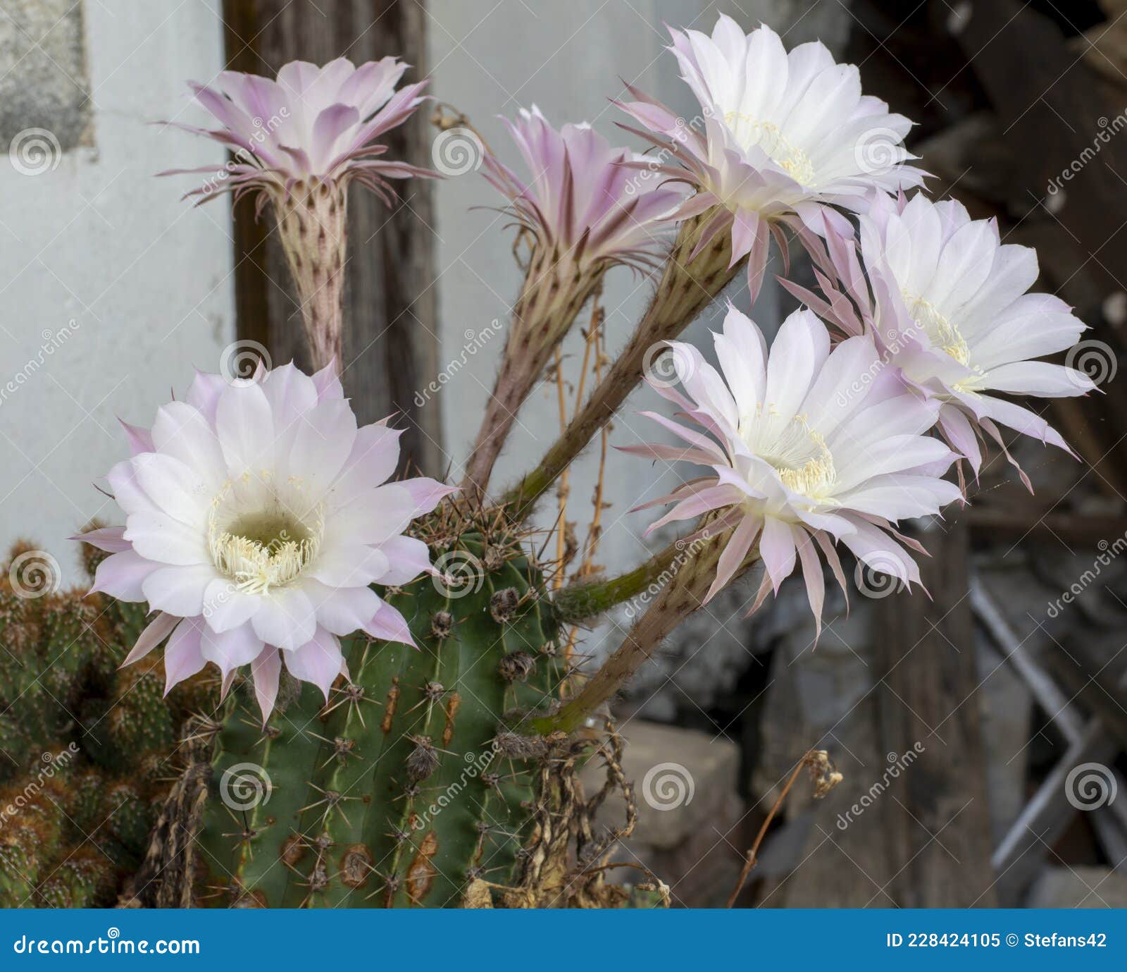 My Image 26