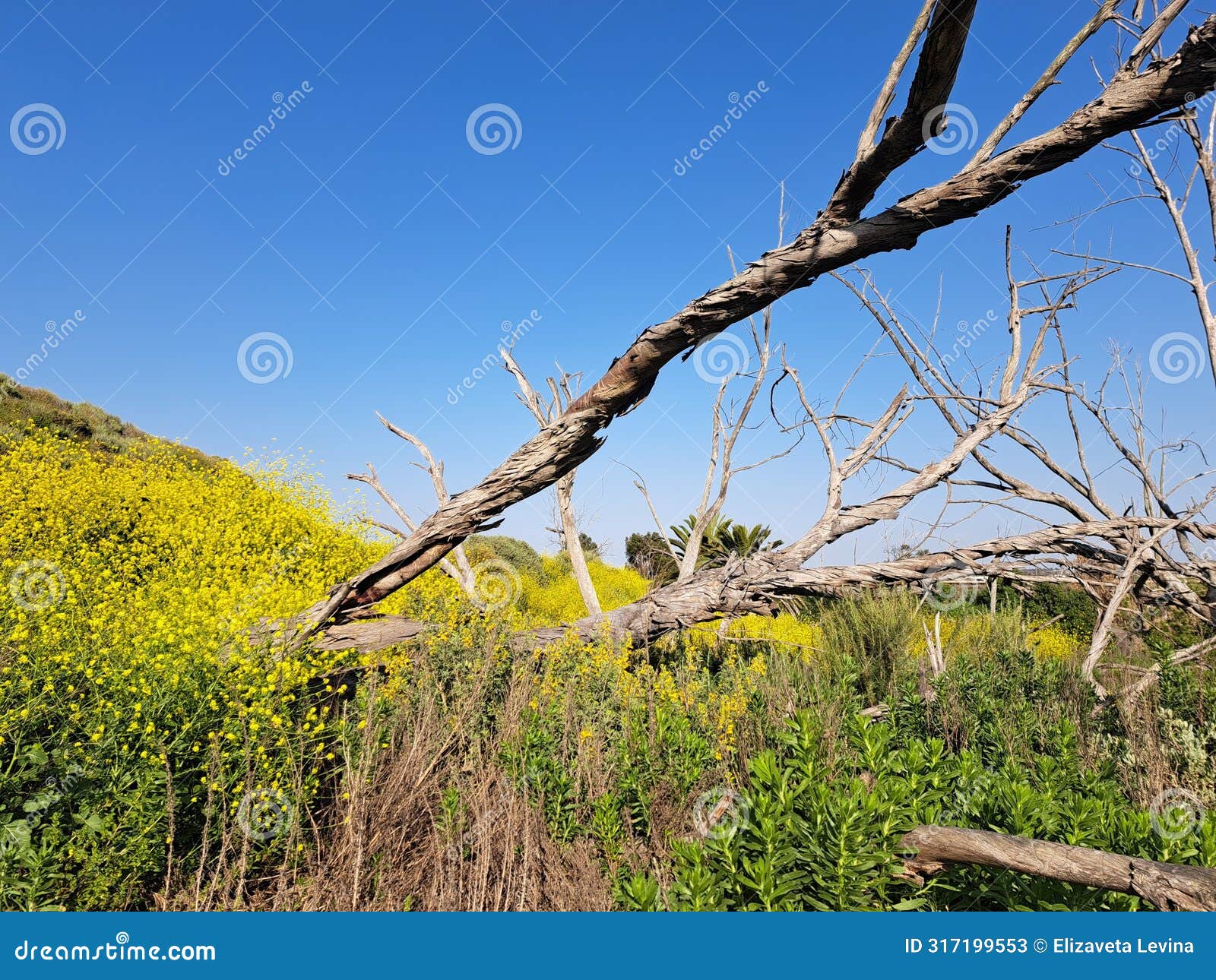 blooming hills, bolsa chica wetlands ecological preserve, orange county, california. yellow flowers and weathered dead branches