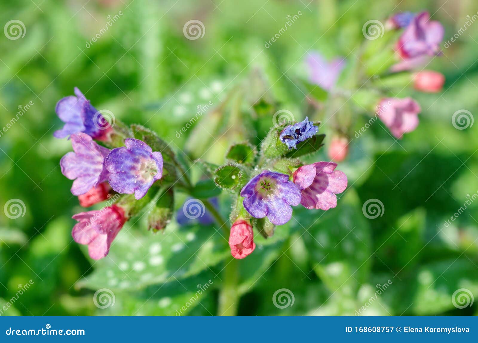 lungwort sugar, or spotted lat. pulmonaria saccharata close-up