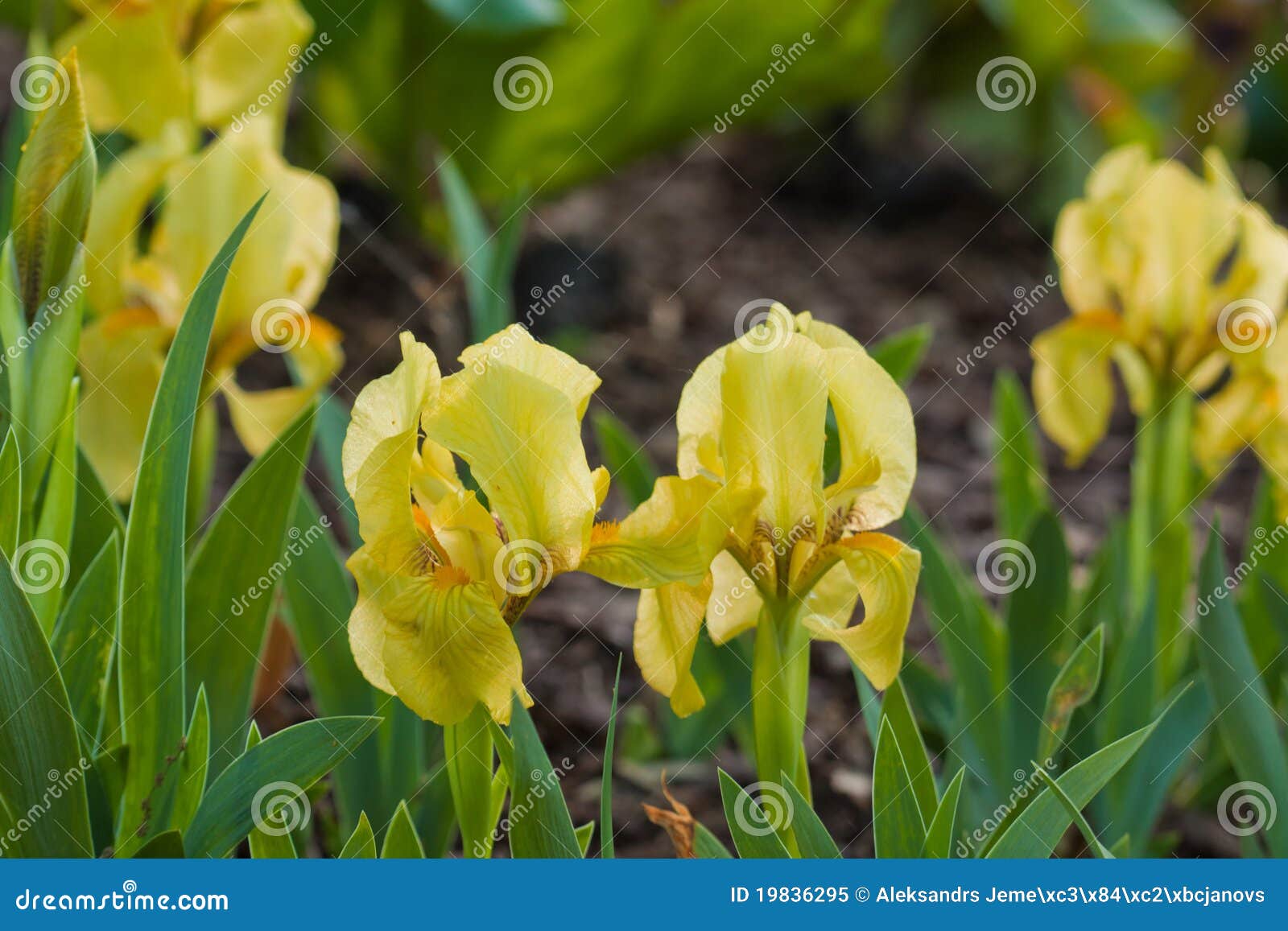 Blooming iris close up stock image. Image of macro, leaf 19836295