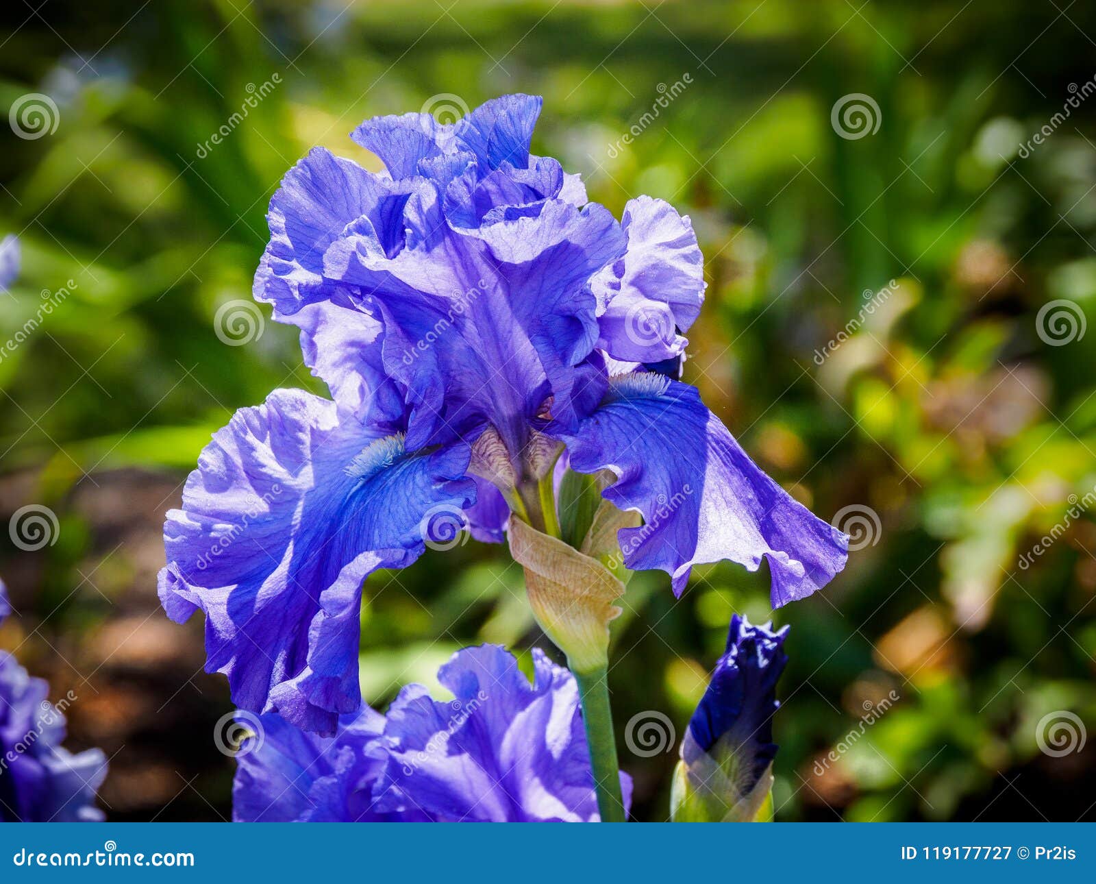Iris stock image. Image of floral, iris, botany, leaf 119177727